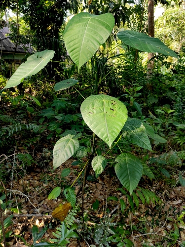 Macaranga winkleri observed 2023-08-18