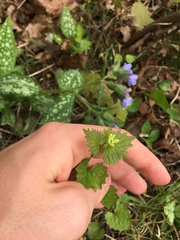 Alliaria petiolata