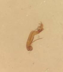 Hydraena marginicollis