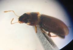 Hydraena marginicollis