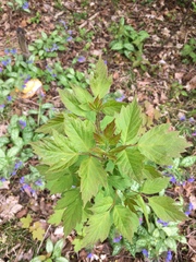 Acer negundo