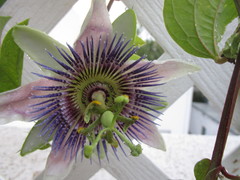 Passiflora alata × caerulea
