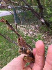 Rhus typhina