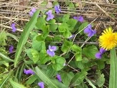 Viola