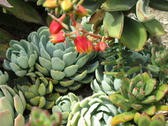 Echeveria elegans