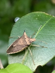 Euschistus acuminatus