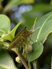 Euschistus acuminatus