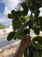 Pouteria campechiana