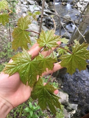 Acer platanoides