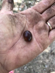 Pouteria campechiana