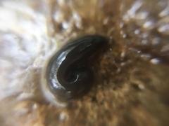 Arhynchobdellida