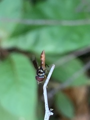 Ocyptamus antiphates