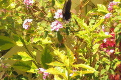 Mimoides thymbraeus aconophos