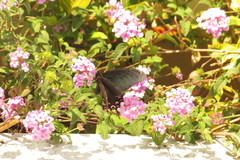 Mimoides thymbraeus aconophos