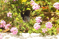 Mimoides thymbraeus aconophos