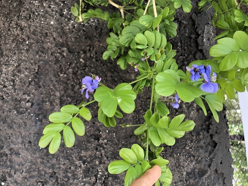 Guaiacum sanctum - Leaves