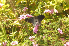 Mimoides thymbraeus aconophos