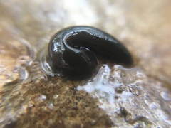 Arhynchobdellida