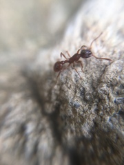 Myrmica