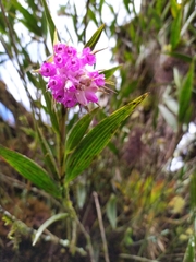 Elleanthus maculatus