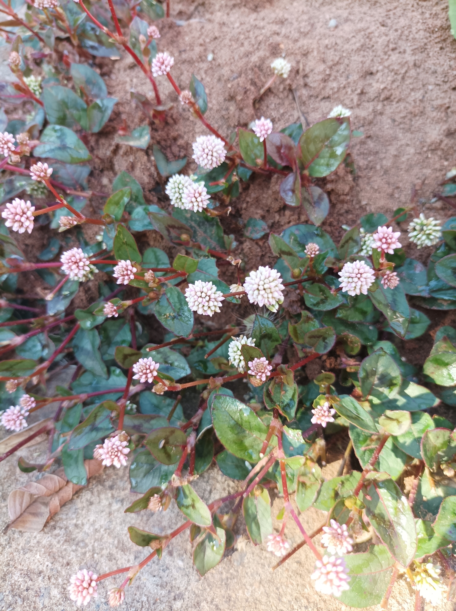 Persicaria capitata