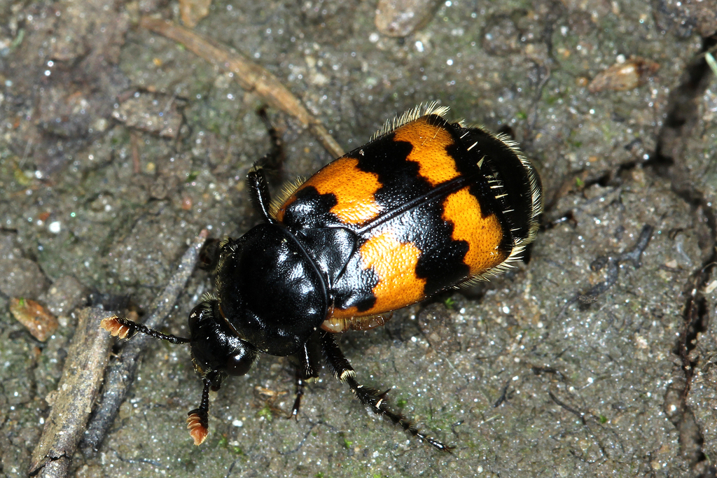 Nicrophorus vestigator