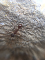 Myrmica