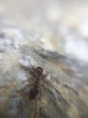 Myrmica