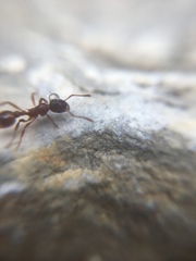 Myrmica