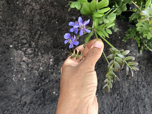 Guaiacum sanctum - Leaves