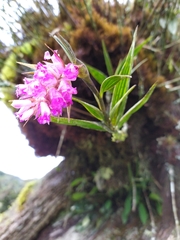 Elleanthus maculatus