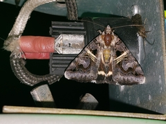 Drasteria grandirena