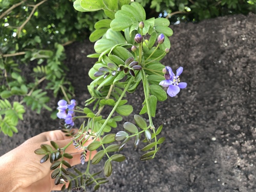 Guaiacum sanctum - Whole tree