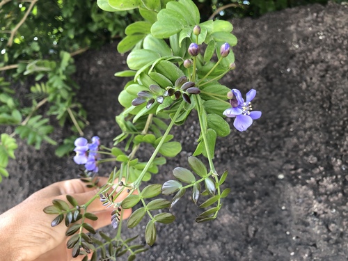 Guaiacum sanctum - Whole tree