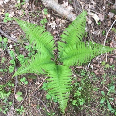 Matteuccia struthiopteris
