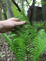 Matteuccia struthiopteris