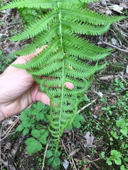 Matteuccia struthiopteris