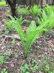 Matteuccia struthiopteris