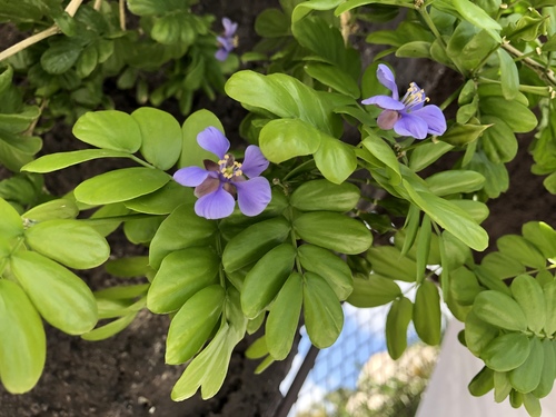 Guaiacum sanctum - Whole tree