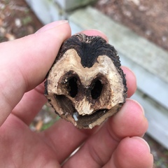 Juglans nigra