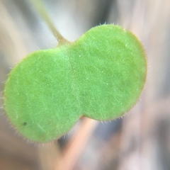 Magnoliopsida
