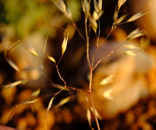 Pentameris airoides