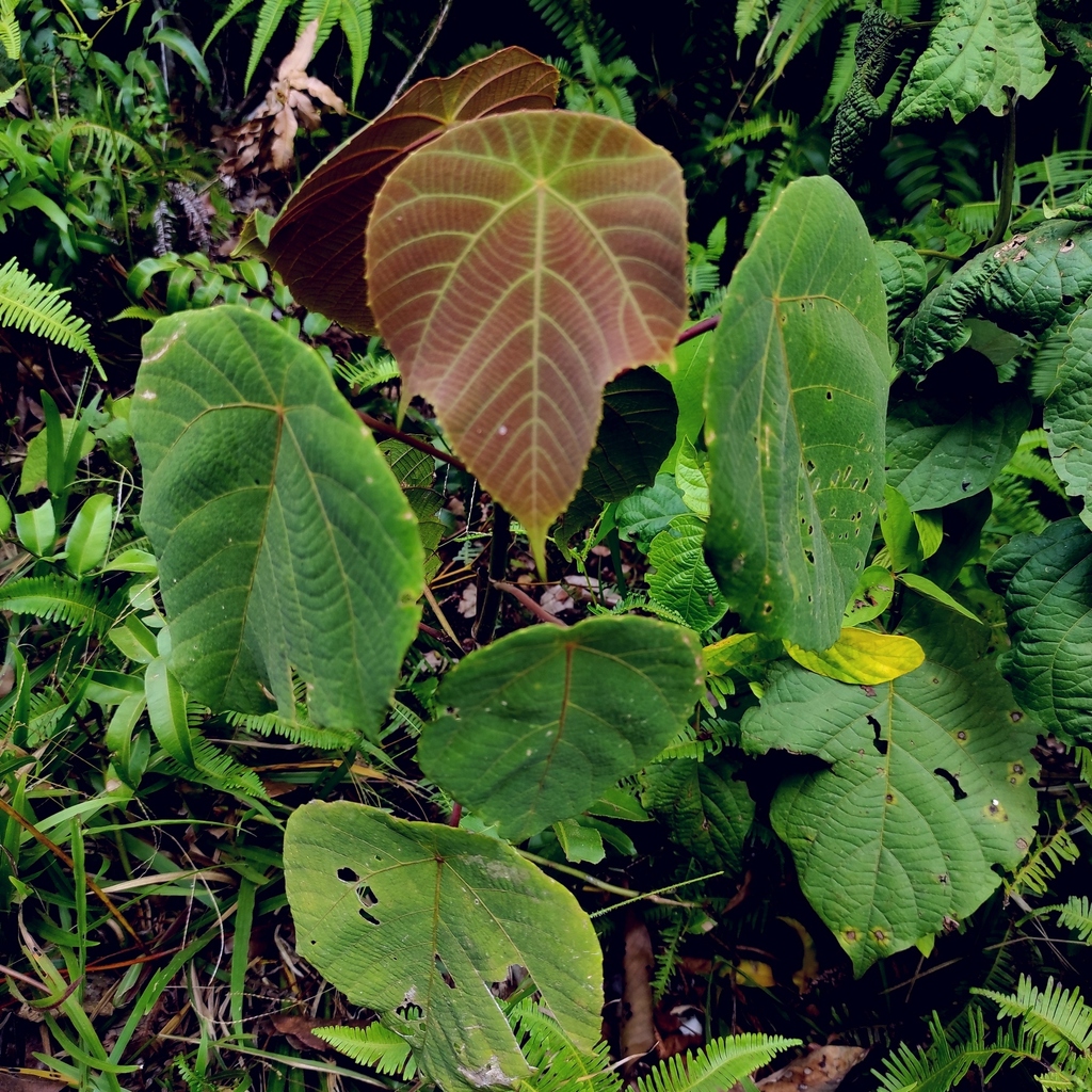 Macaranga bancana (Macaranga bancana)