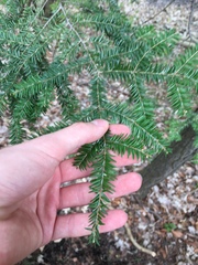 Tsuga canadensis