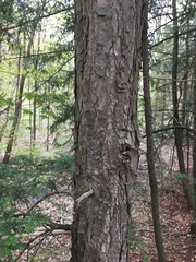 Tsuga canadensis