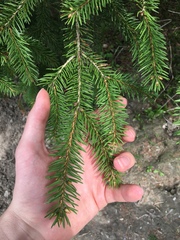 Picea