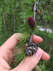 Larix decidua