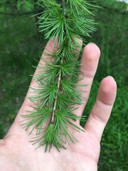 Larix decidua