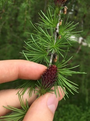 Larix decidua