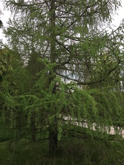 Larix decidua